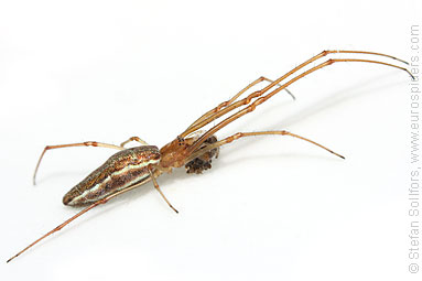 Common stretch-spider Tetragnatha extensa