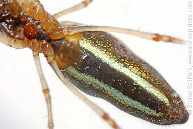 Common stretch-spider Tetragnatha extensa