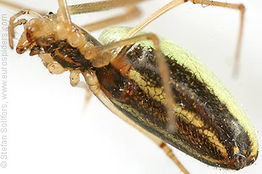 Common stretch-spider Tetragnatha extensa