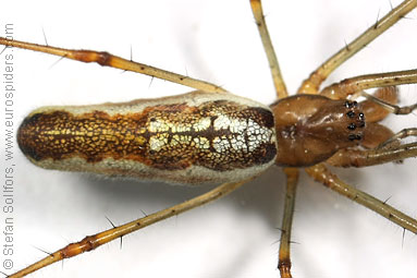 Shadow stretch-spider Tetragnatha montana