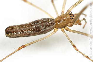 Shadow stretch-spider Tetragnatha montana