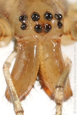 - Tetragnatha montana