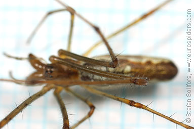 Shadow stretch-spider Tetragnatha montana