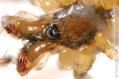 - Tetragnatha montana