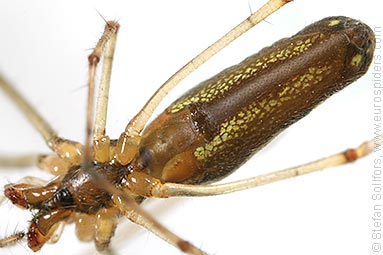 Shadow stretch-spider Tetragnatha montana