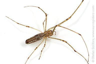 Shadow stretch-spider Tetragnatha montana