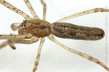 Dark stretch-spider Tetragnatha nigrita