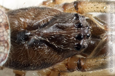 Dark stretch-spider Tetragnatha nigrita