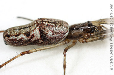 Dark stretch-spider Tetragnatha nigrita