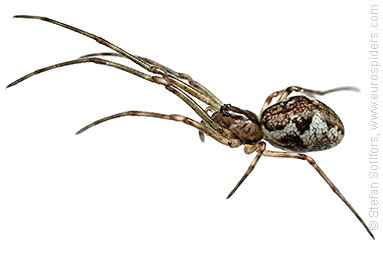 Blunt stretch-spider Tetragnatha obtusa