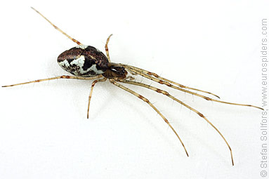 Blunt stretch-spider Tetragnatha obtusa