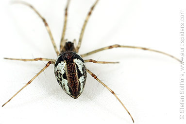 Blunt stretch-spider Tetragnatha obtusa