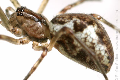 Blunt stretch-spider Tetragnatha obtusa