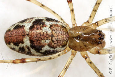 Blunt stretch-spider Tetragnatha obtusa