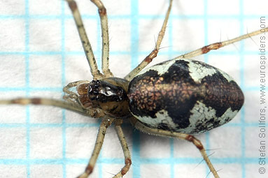 Blunt stretch-spider Tetragnatha obtusa