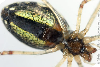 Blunt stretch-spider Tetragnatha obtusa