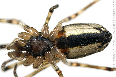 Blunt stretch-spider Tetragnatha obtusa