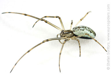 Silver stretch-spider Tetragnatha pinicola