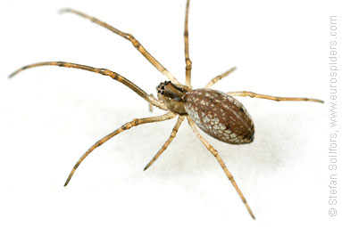 Silver stretch-spider Tetragnatha pinicola