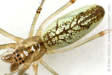 Silver stretch-spider Tetragnatha pinicola