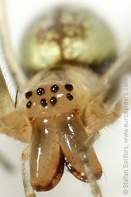 Silver stretch-spider Tetragnatha pinicola