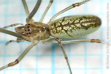 Silver stretch-spider Tetragnatha pinicola