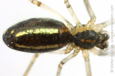 Silver stretch-spider Tetragnatha pinicola