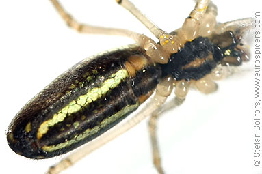 Silver stretch-spider Tetragnatha pinicola