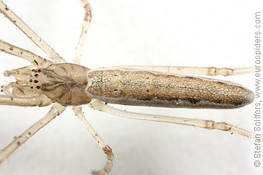 Striped stretch spider Tetragnatha striata