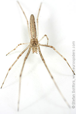 Striped stretch spider Tetragnatha striata