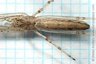 Striped stretch spider Tetragnatha striata