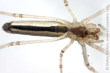 Striped stretch spider Tetragnatha striata