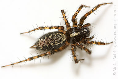 Toothed weaver Textrix denticulata