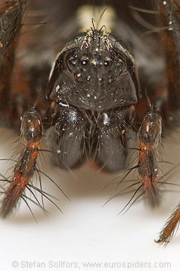 Toothed weaver Textrix denticulata