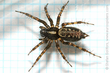 Toothed weaver Textrix denticulata