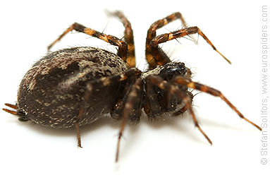 Toothed weaver Textrix denticulata