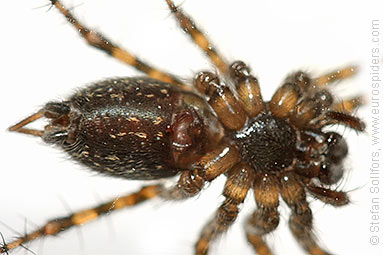 Toothed weaver Textrix denticulata