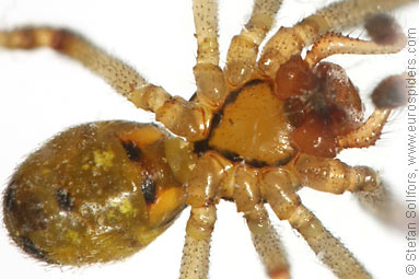 - Theridion impressum