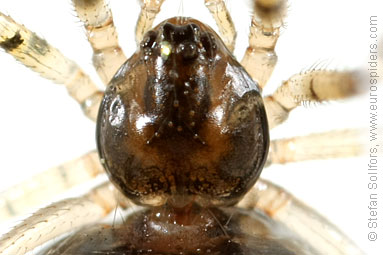 - Theridion mystaceum