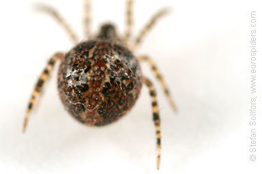 - Theridion mystaceum