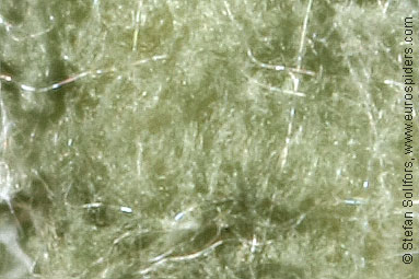 - Theridion pictum