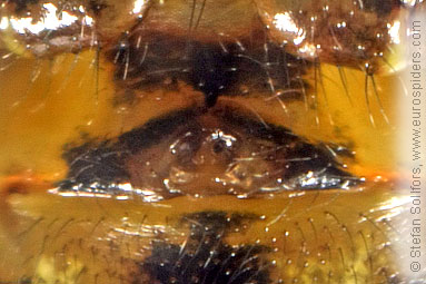- Theridion pictum