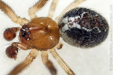 Chobham comb-foot Theridion pinastri