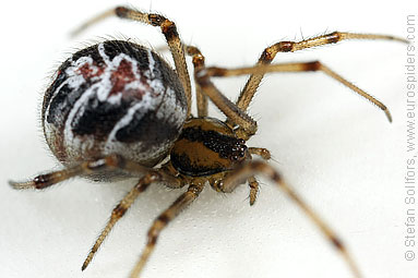 Mother care spider Theridion sisyphium