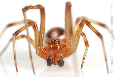 Mother care spider Theridion sisyphium