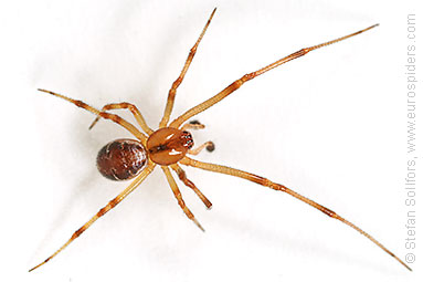 Mother care spider Theridion sisyphium