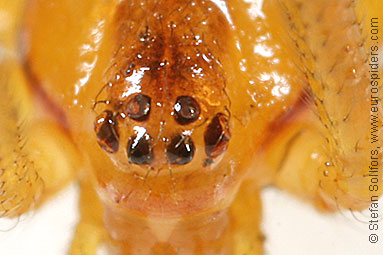 Mother care spider Theridion sisyphium