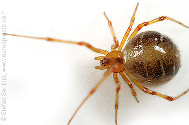 Mother care spider Theridion sisyphium