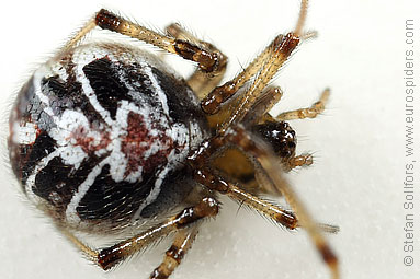 Mother care spider Theridion sisyphium