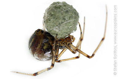 Mother care spider Theridion sisyphium